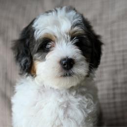 Allie - Grey and white female Bernedoodle puppy in Ogden, Utah from Stanger Farms