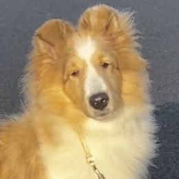 Dottie - Shetland Sheepdog