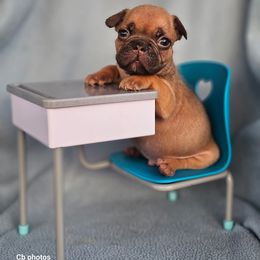 Boston Terrier, Bulldog, and French Bulldog Puppies from Willamette Valley Bullies