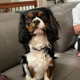 Kingsley - Cavalier King Charles Spaniel