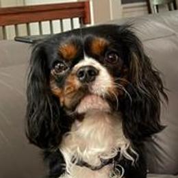 Kingsley - Cavalier King Charles Spaniel