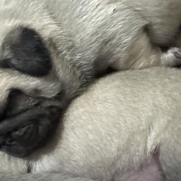 Pugs from Eva Schwartz