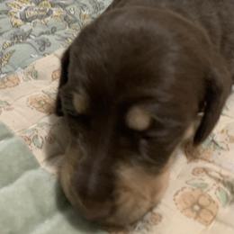 Smooth coat  chocolate and tan full AKC female - Chocolate and tan female Dachshund puppy in Bethany, Connecticut from Mardox Dachshunds
