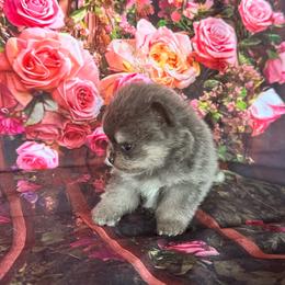 Sabrina - Blue and tan female Pomeranian puppy in Lyons, Georgia from Its a Poms Life Kennel