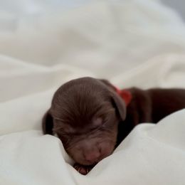 Noel - Red female Dachshund puppy in Delta, Utah from Dix n’ Dot Dachshunds