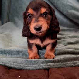 Boogy - Black and tan male Dachshund puppy in Tacoma, Washington from SunChime