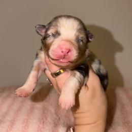 Caesar Salad - Blue merle female Australian Shepherd puppy in Anniston, Alabama from All Hale Aussies