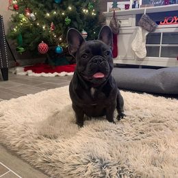 French Bulldog All Grown Up from Besters Frenchies