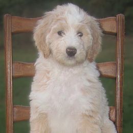 Bernedoodle Puppies from Willow Creek Farm