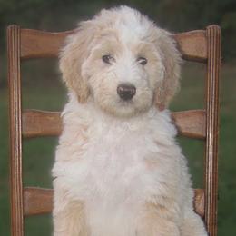 Bernedoodle Puppies from Willow Creek Farm