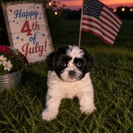 Jack - Black and white male Shichon puppy in Ronda, North Carolina from Willow River