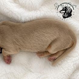 Lovely - Fawn (isabella) and tan female Dachshund puppy in Fultonville, New York from Sandy Aussies & Pomeranians