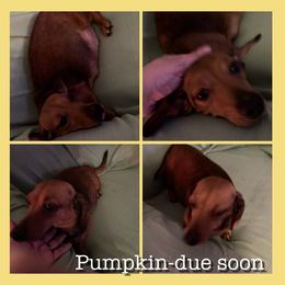 Pumpkin - Dachshund