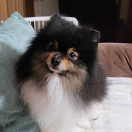 Diesel - Pomeranian
