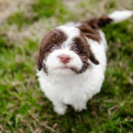 Bernedoodle, Cavapoo, Havanese, and Havapoo Puppies from Lady Paws Puppies - Cassie