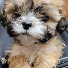 Shichons and Shih Tzus from Willow River