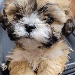 Shichons and Shih Tzus from Willow River