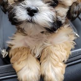 Shichons and Shih Tzus from Willow River