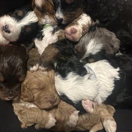 Bernedoodle Puppies from Bernied00dle Love