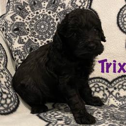 Cockapoo Puppies from Coco's Cocopuffs