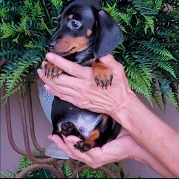 Ricky - Black and tan male Dachshund puppy in Phoenix, Arizona from AZ's Prestigious Minature Dachshunds