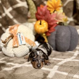 Arya - Dapple female Dachshund puppy in Deming, New Mexico from FoxieDoxies of New Mexico
