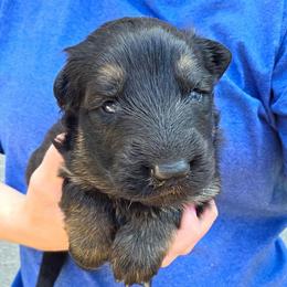 Dark Blue Collar Boy - Black and tan male German Shepherd puppy in Dallas, Pennsylvania from Mountainside German Shepherds