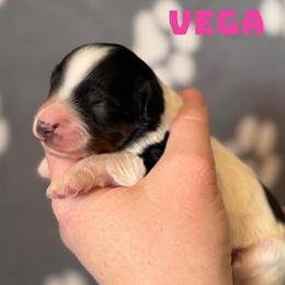 Vega - Tri-color female Cavapoo puppy in Sun City, Arizona from AZ Cavapoos