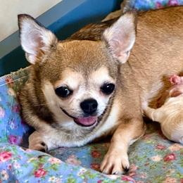 Bonita - Cream female Chihuahua puppy in Allentown, Pennsylvania from Tsunami Cockers & Chihuahuas
