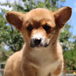 Girl 5 - Pembroke Welsh Corgi puppy in Solano County, California from Early Spring Corgis