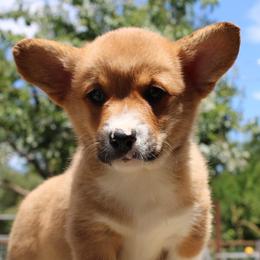 Girl 5 - Pembroke Welsh Corgi puppy in Solano County, California from Early Spring Corgis