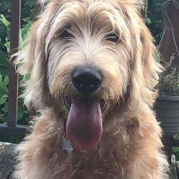 Goldendoodle and Labradoodle All Grown Up from Must Love Doodles