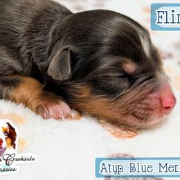 Flirty - Blue merle female Miniature Australian Shepherd puppy in Punta Gorda, Florida from Christie's Creekside Aussies
