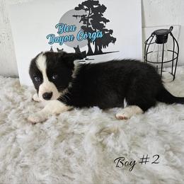 Boy - Black and white male Cardigan Welsh Corgi puppy in Natchitoches. La, Louisiana from Bleu Bayou Corgis