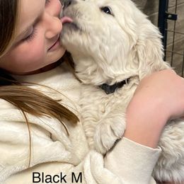 Golden Retriever Puppies from Risa’s Goldens
