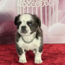 Charlie - Blue male French Bulldog puppy in Plano, Illinois from Velvet Fluffy Pups