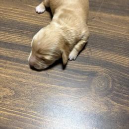 Girl 1 - Red female Dachshund puppy in Booneville, Mississippi from Haley's Dachshunds