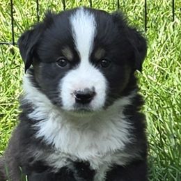 Kande - Black tri female Miniature Australian Shepherd puppy in Crestline, California from Haugen's Minis