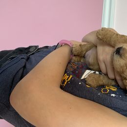 Goldendoodle Puppies from Broderick Goldendoodles