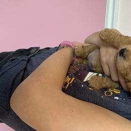 Goldendoodle Puppies from Broderick Goldendoodles