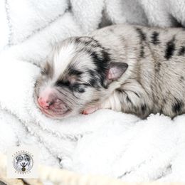 Miniature Australian Shepherd Puppies from Yarborough Kennels
