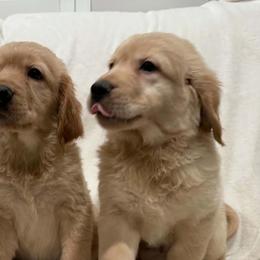 Golden Retrievers from PureGolden4ever