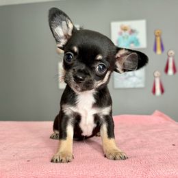 Gage 3900 - Black and tan male Chihuahua puppy in Spring Hill, Florida from Stardom Chihuahuas