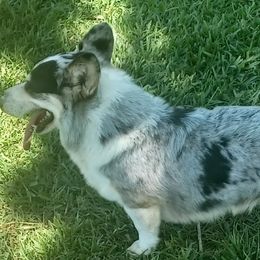 Ransome - Pembroke Welsh Corgi