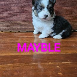 Pembroke Welsh Corgi Puppies from McGraw's Paws 🐾