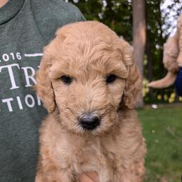Iris - Apricot female Goldendoodle puppy in Jackson, Michigan from Truth and Liberty Family Farm