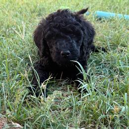 Shadow - male Golden Mountain Doodle puppy in Big Spring, Texas from Oliva’s Doods