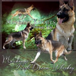 German Shepherd All Grown Up from Marbany Kennels