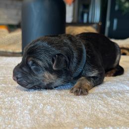 Blue - Black and red male German Shepherd puppy in Pace, Florida from Von Scheihing German Shepherds