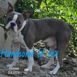 Levi - Boston Terrier
